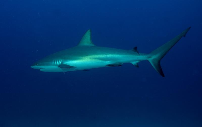 St Martin shark hotel 20 aout 2010_13.jpg